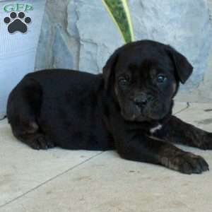 Brick, Cane Corso Puppy