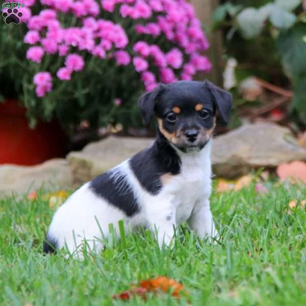 Brie, Fox Terrier Mix Puppy