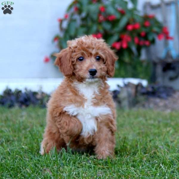 Brie, Mini Labradoodle Puppy