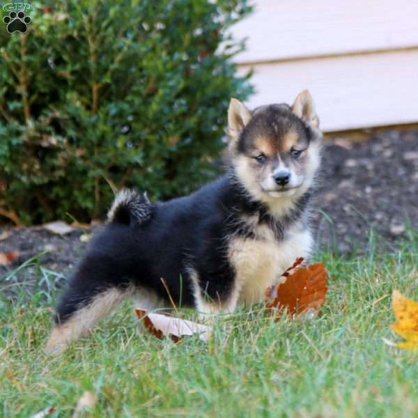 Brie, Shiba Inu Puppy