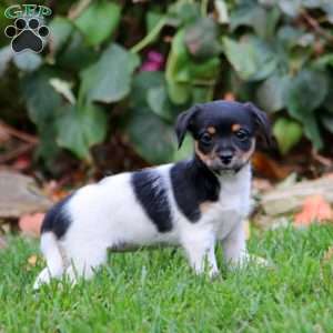 Brie, Fox Terrier Mix Puppy