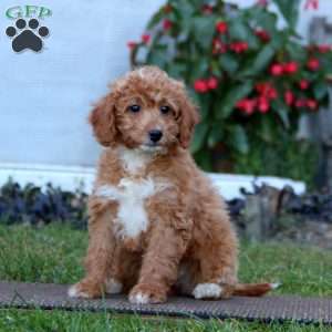 Brie, Mini Labradoodle Puppy