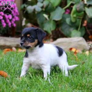 Brie, Fox Terrier Mix Puppy