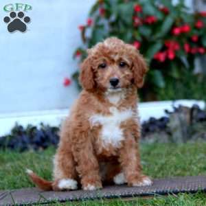 Brie, Mini Labradoodle Puppy