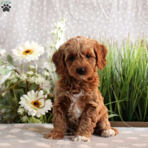 Brielle, Mini Goldendoodle Puppy