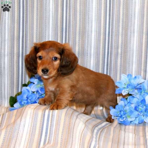 Brielle-Mini, Dachshund Puppy