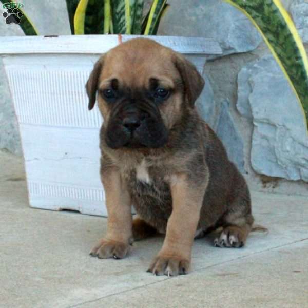 Bristol, Cane Corso Puppy