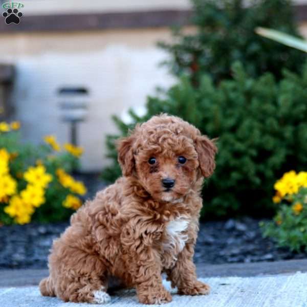 Britney, Toy Poodle Puppy