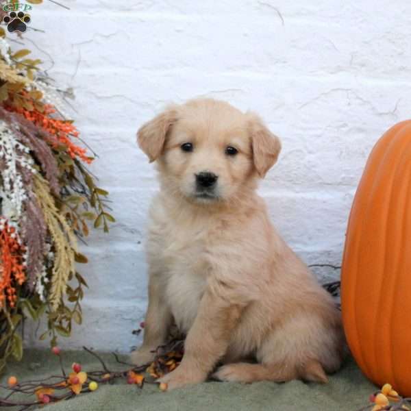 Brittany, Golden Retriever Puppy