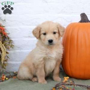 Brittany, Golden Retriever Puppy