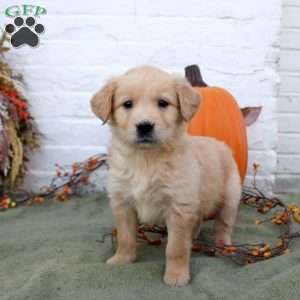 Brittany, Golden Retriever Puppy