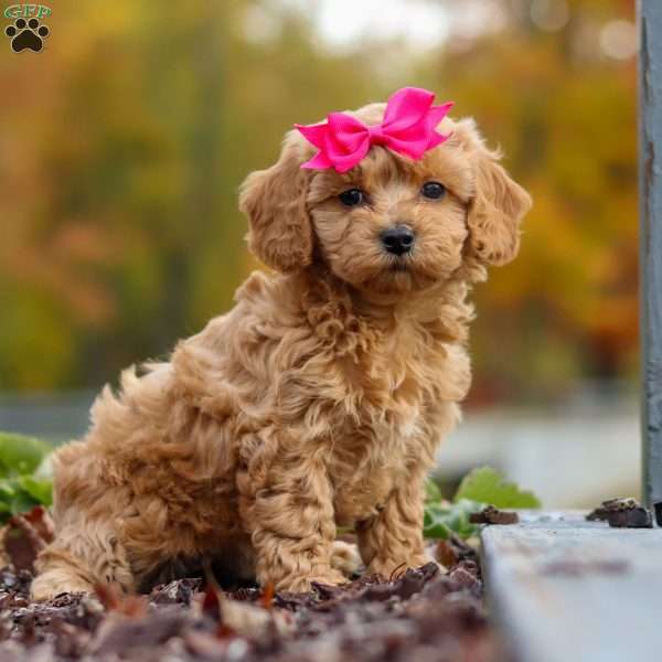 Brittney, Cavapoo Puppy