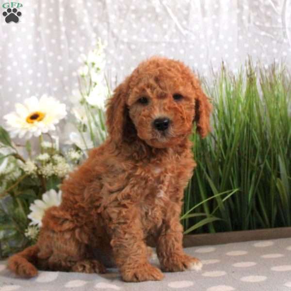 Brock, Mini Goldendoodle Puppy