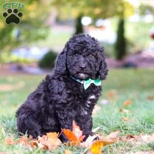 Brody, Standard Poodle Puppy