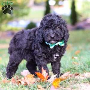 Brody, Standard Poodle Puppy