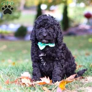 Brody, Standard Poodle Puppy