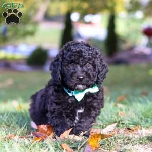 Brody, Standard Poodle Puppy