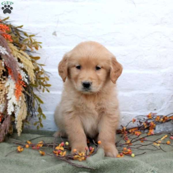 Brody, Golden Retriever Puppy