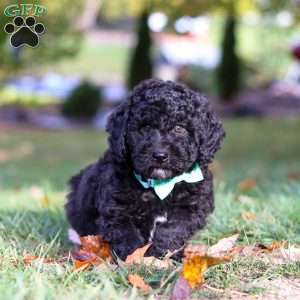 Brody, Standard Poodle Puppy