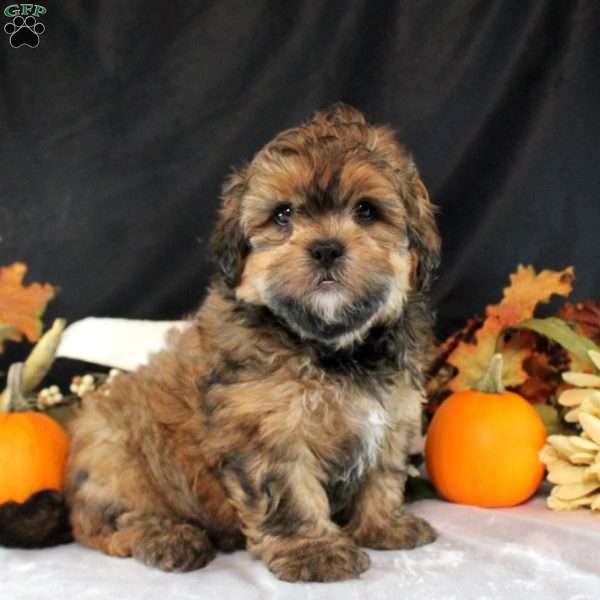 Bronson, Shih-Poo Puppy