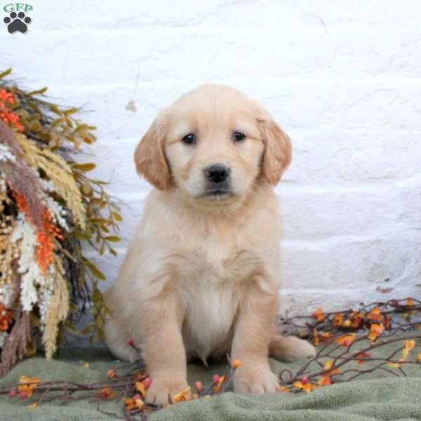 Brooke, Golden Retriever Puppy