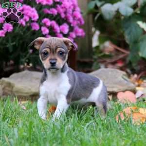 Brooke, Fox Terrier Mix Puppy