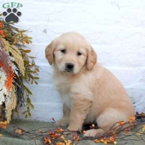 Brooke, Golden Retriever Puppy