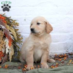 Brooke, Golden Retriever Puppy