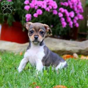 Brooke, Fox Terrier Mix Puppy