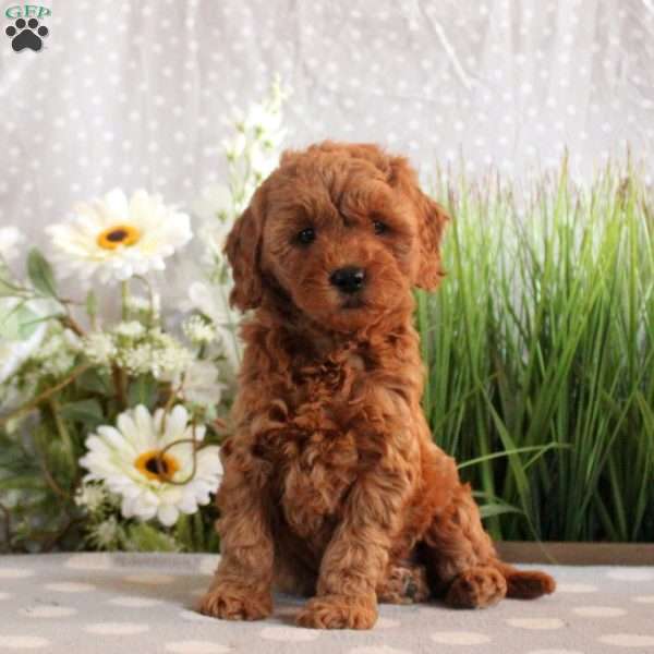 Brooklyn, Mini Goldendoodle Puppy