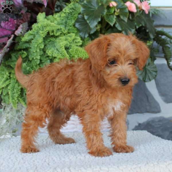 Brownie, Miniature Poodle Mix Puppy