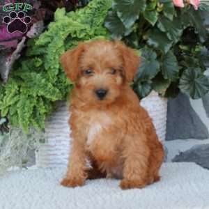 Brownie, Miniature Poodle Mix Puppy