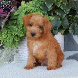 Brownie, Miniature Poodle Mix Puppy