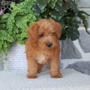 Brownie, Miniature Poodle Mix Puppy