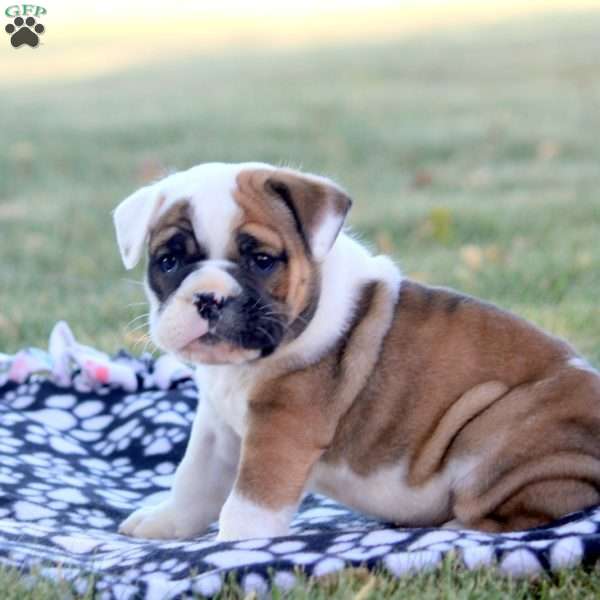 Bruce, English Bulldog Puppy