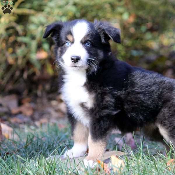 Bruce, Miniature Australian Shepherd Puppy