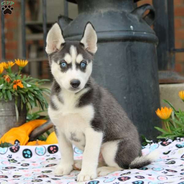 Bruce, Siberian Husky Puppy