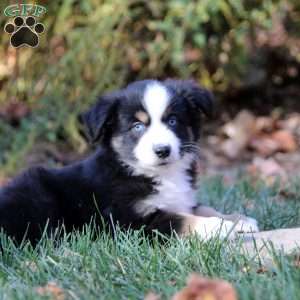 Bruce, Miniature Australian Shepherd Puppy