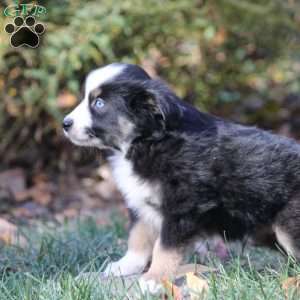 Bruce, Miniature Australian Shepherd Puppy