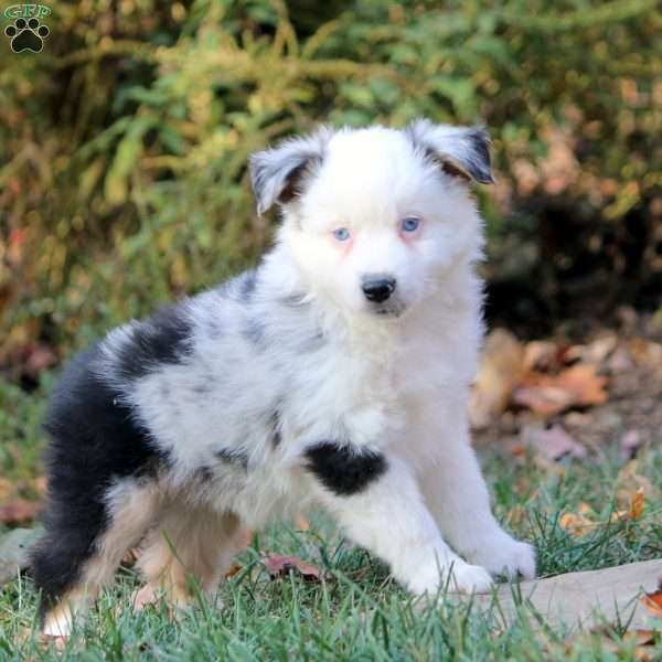 Bruno, Miniature Australian Shepherd Puppy