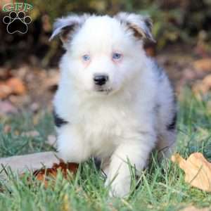 Bruno, Miniature Australian Shepherd Puppy