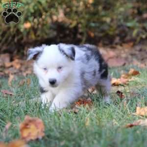 Bruno, Miniature Australian Shepherd Puppy