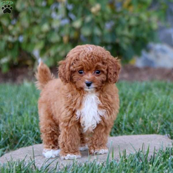 Bryce, Cavapoo Puppy