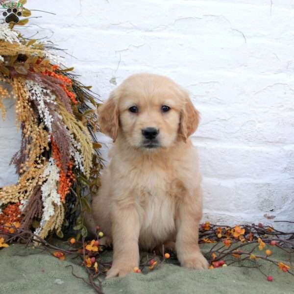 Bryce, Golden Retriever Puppy