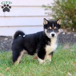 Bryce, Shiba Inu Puppy