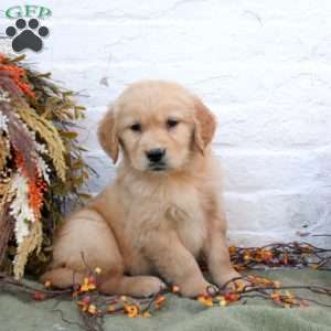 Bryce, Golden Retriever Puppy