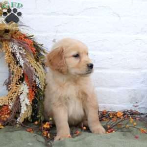 Bryce, Golden Retriever Puppy