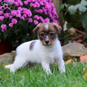 Bryson, Fox Terrier Mix Puppy