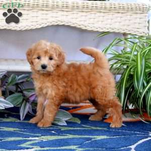 Eskipoo Puppies For Sale Greenfield Puppies