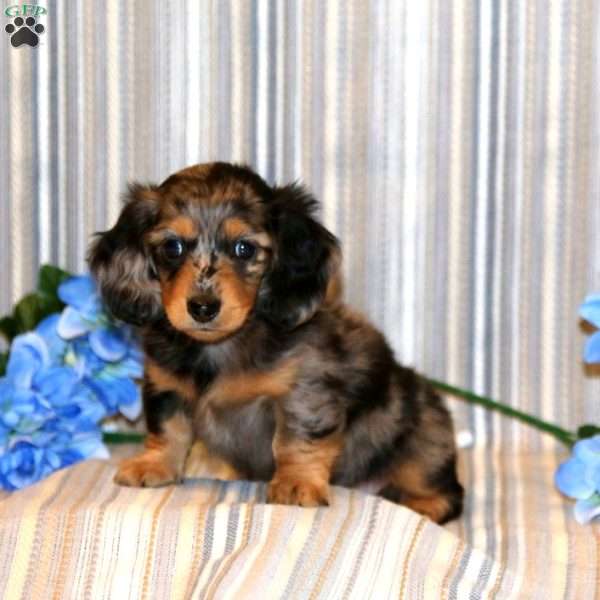 Bryson, Dachshund Puppy